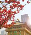 2017年西安音乐学院附属中等音乐学校招生简章